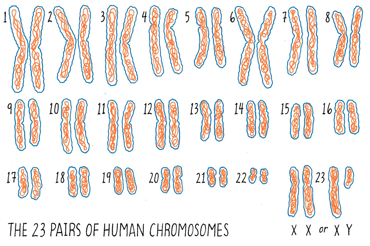 Illustration of the 23 pairs of human chromosomes labeled 1 to 23.