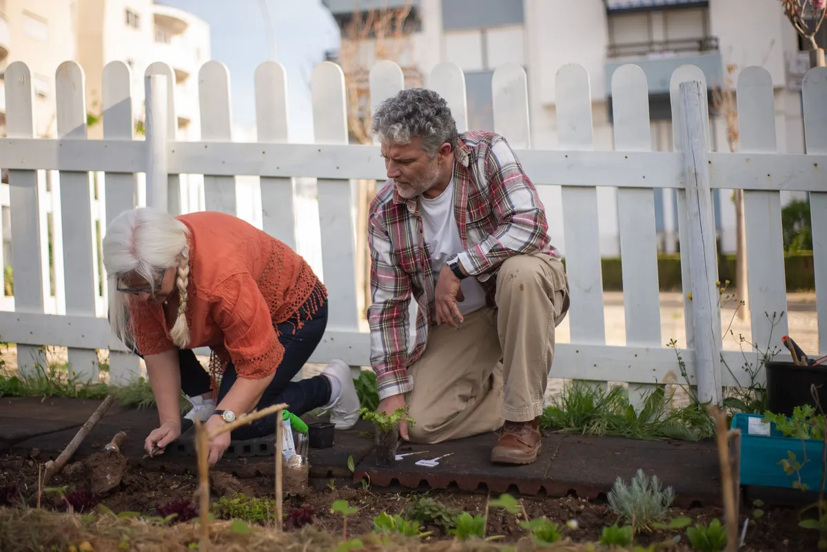 Two seniors gardening together in a community garden, planting vegetables.